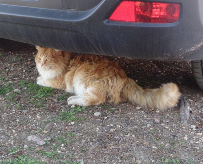 Photo de Chat domestique