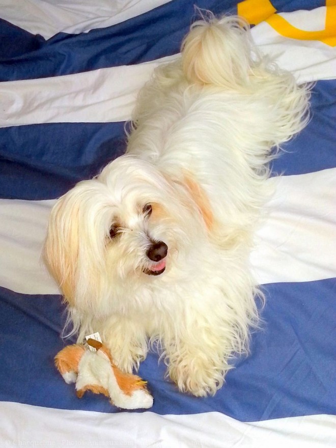 Photo de Coton de tulear