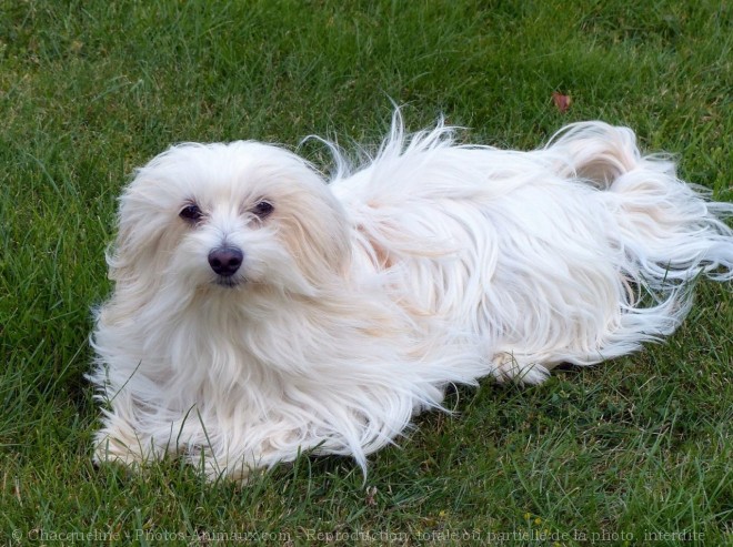 Photo de Coton de tulear