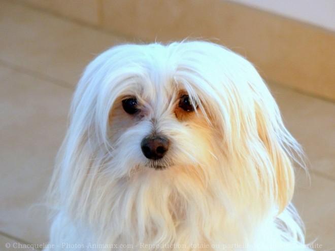 Photo de Coton de tulear