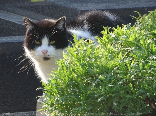 Photo de Chat domestique