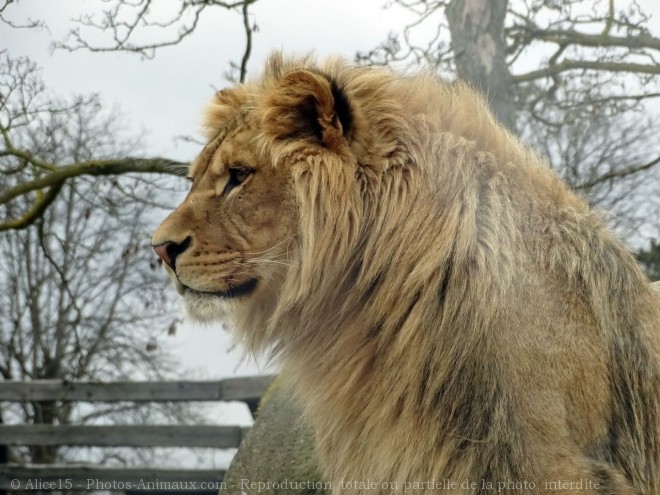 Photo de Lion