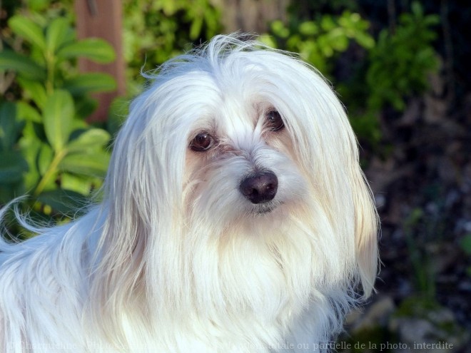 Photo de Coton de tulear