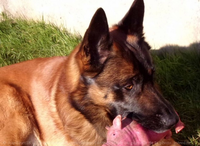 Photo de Berger belge malinois