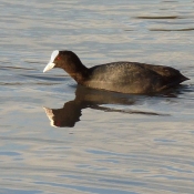 Photo de Foulque macroule