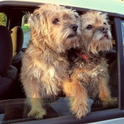 Photo de Border terrier