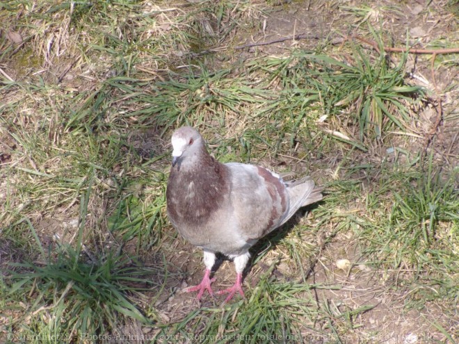 Photo de Pigeon - biset