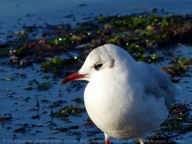 Photo de Mouette