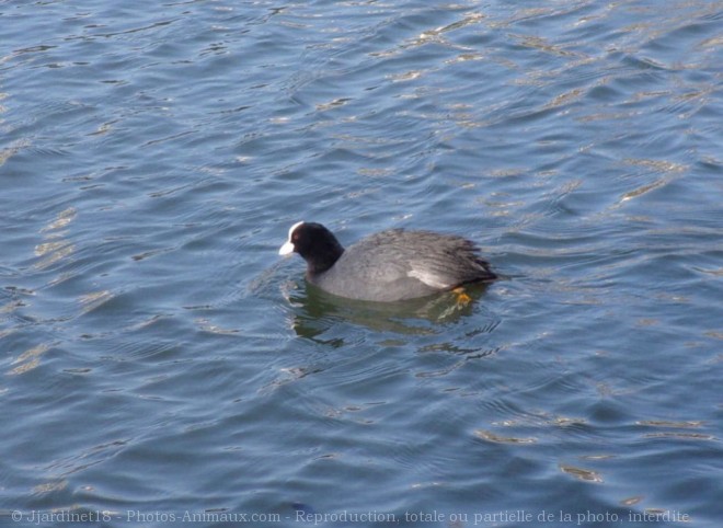 Photo de Foulque macroule