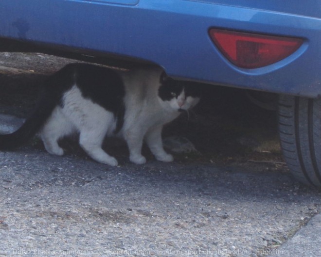 Photo de Chat domestique