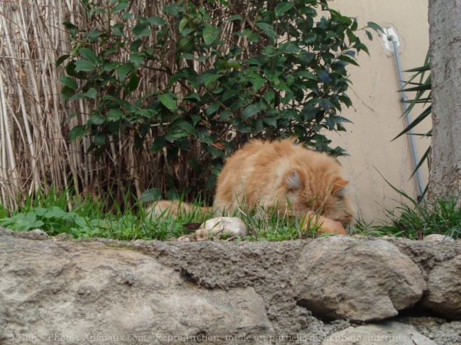 Photo de Chat domestique