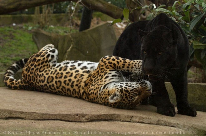 Photo de Jaguar