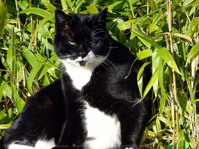 Photo de Chat domestique