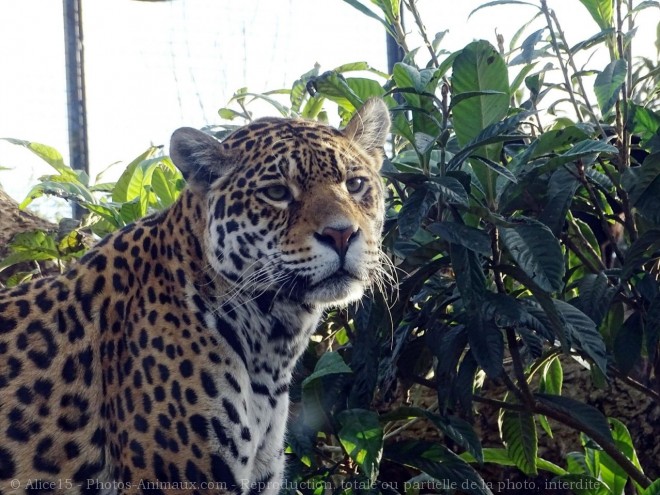 Photo de Jaguar