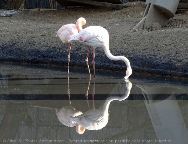 Photo de Flamand rose