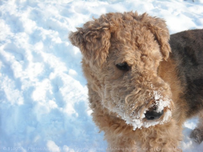 Photo d'Airedale terrier