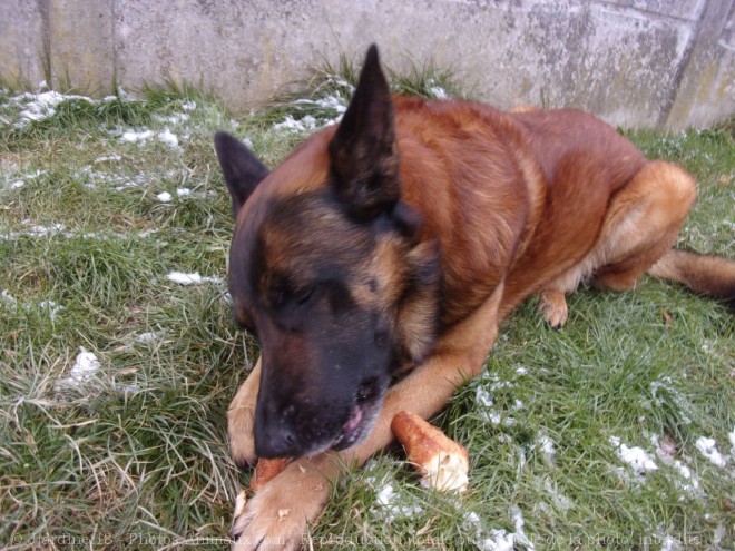 Photo de Berger belge malinois