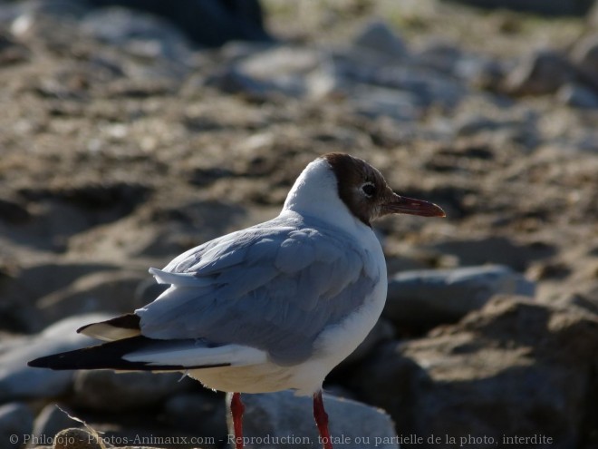 Photo de Mouette