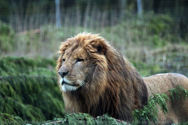 Photo de Lion