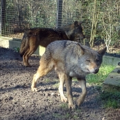 Photo de Loup