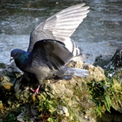 Photo de Pigeon