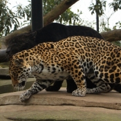 Photo de Jaguar