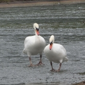 Photo de Cygne