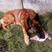 Photo de Berger belge malinois