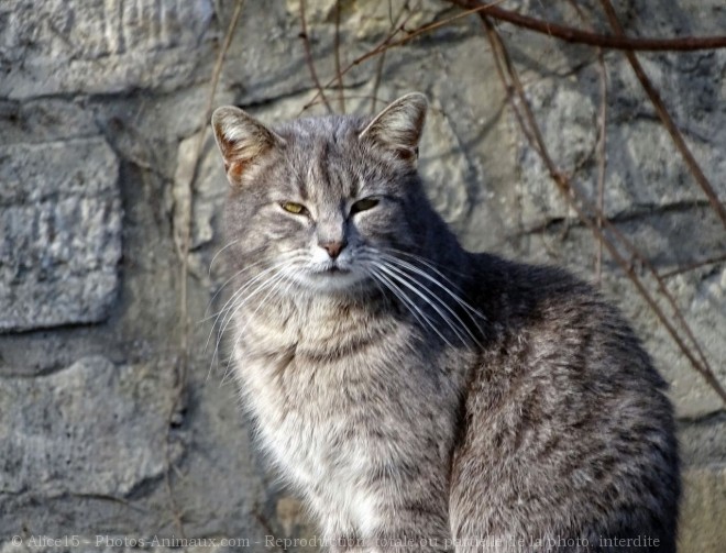 Photo de Chat domestique