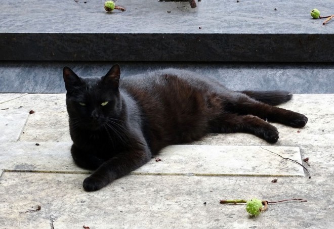 Photo de Chat domestique