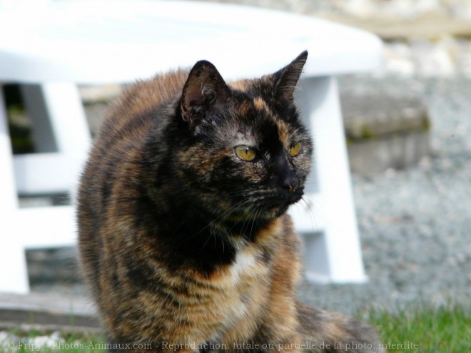 Photo de Chat domestique