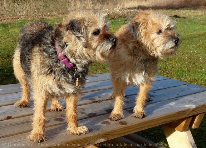 Photo de Border terrier