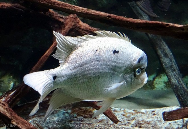 Photo de Poissons exotiques