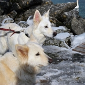 Photo de Berger blanc suisse