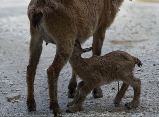 Photo de Chevreau