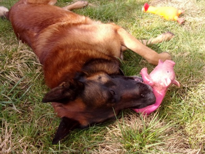 Photo de Berger belge malinois