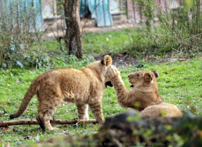 Photo de Lion