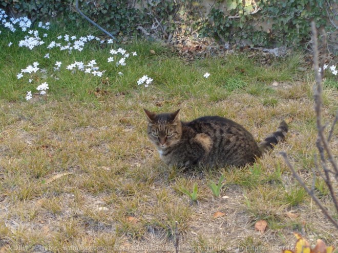 Photo de Chat domestique