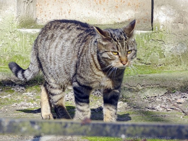 Photo de Chat domestique