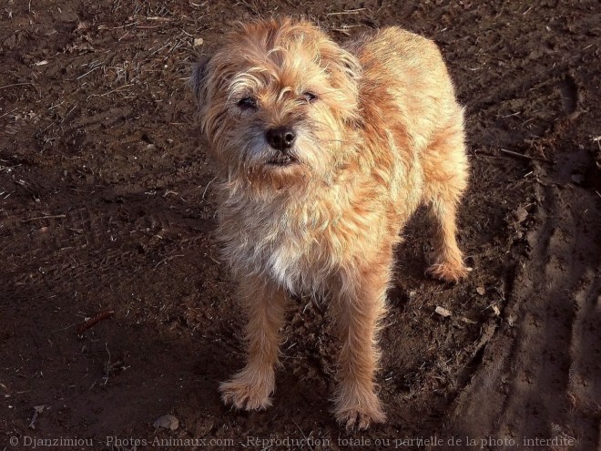 Photo de Border terrier