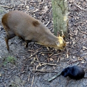 Photo de Muntjac