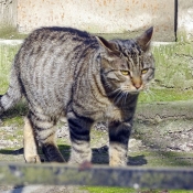 Photo de Chat domestique