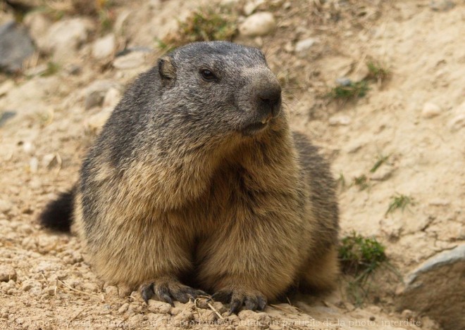 Photo de Marmotte