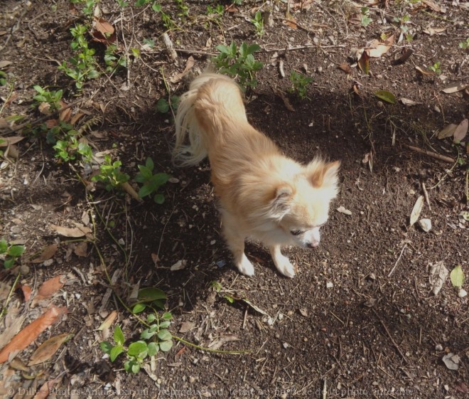 Photo de Chihuahua  poil long