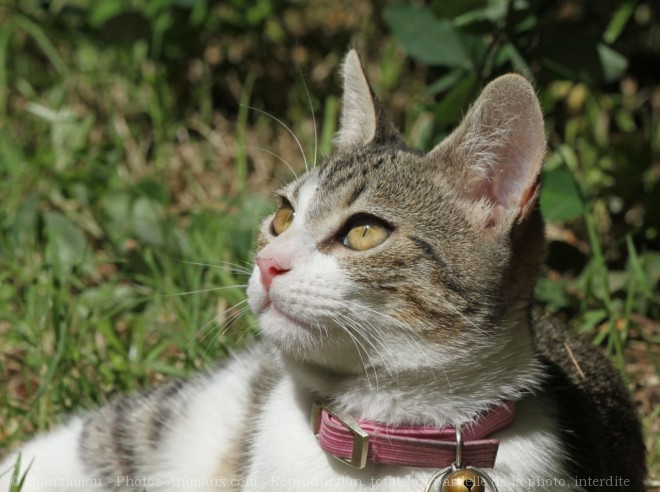 Photo de Chat domestique