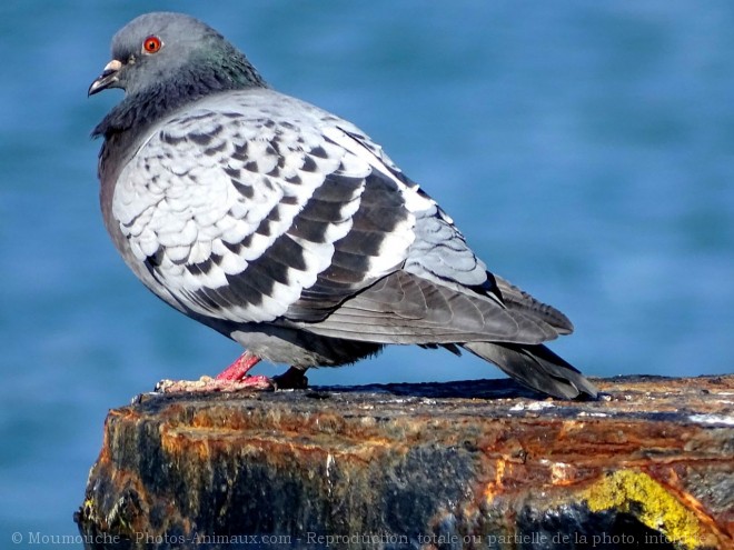 Photo de Pigeon