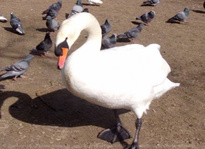 Photo de Cygne