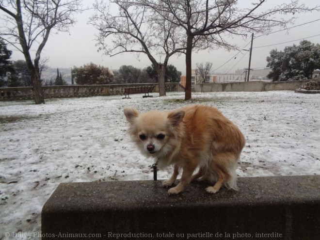 Photo de Chihuahua  poil long