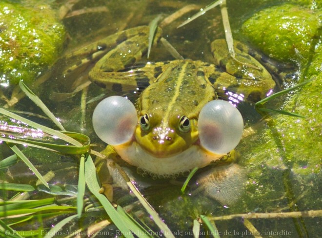 Photo de Grenouille