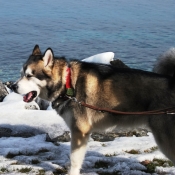 Photo de Malamute de l'alaska